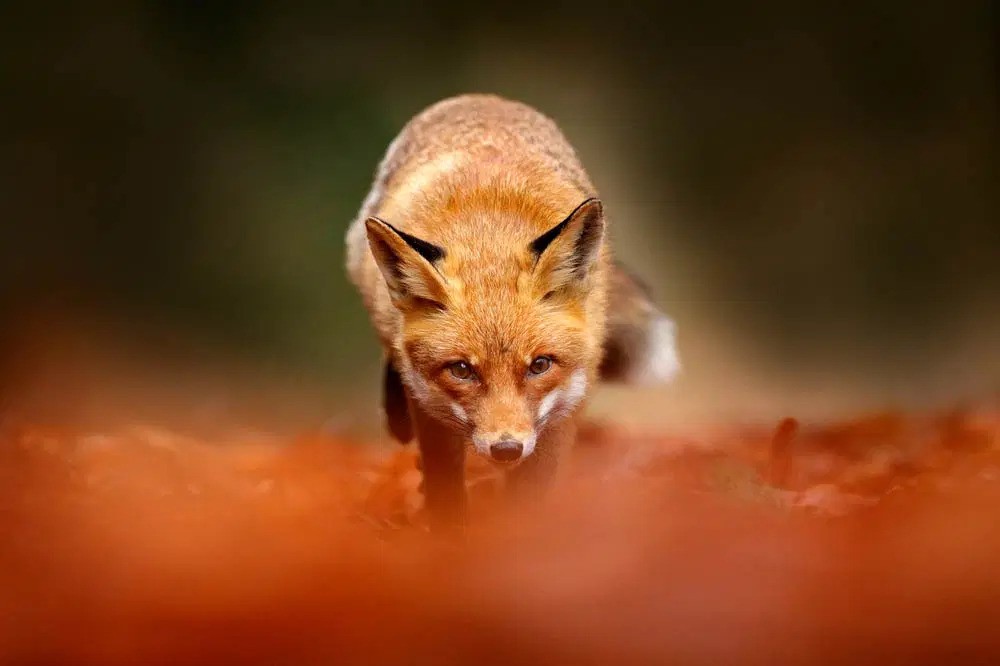 The Fox Ground Camera's Unique Perspective: